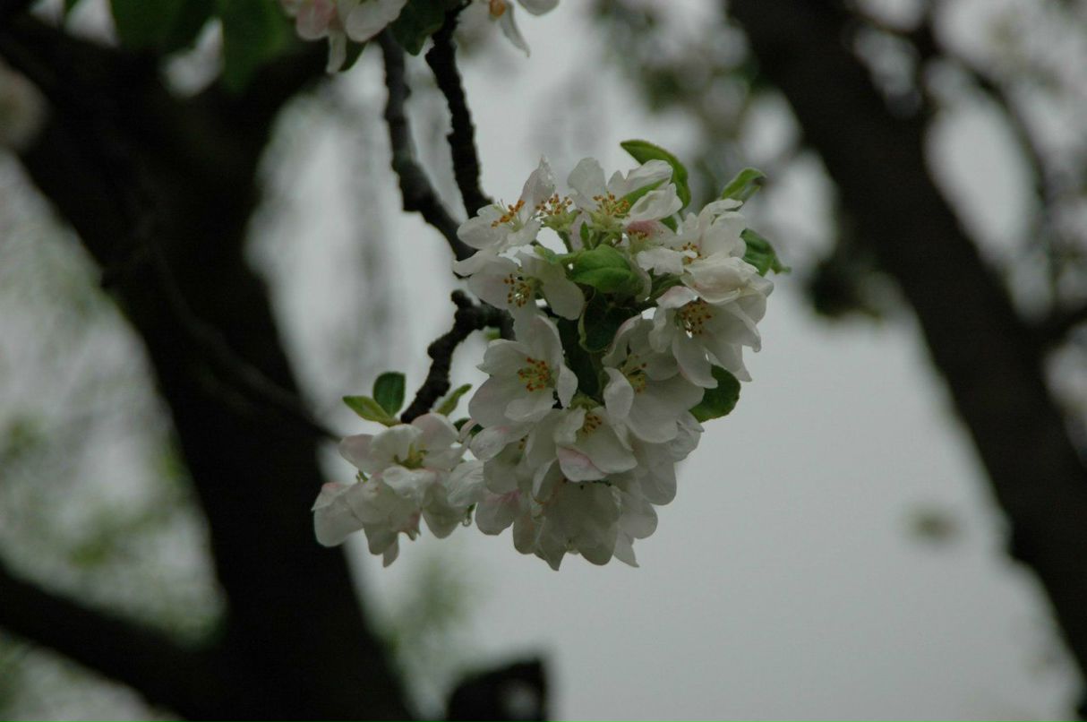 Серёжа Грушевский | 