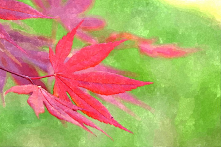 Katya Hill | Saint Louis