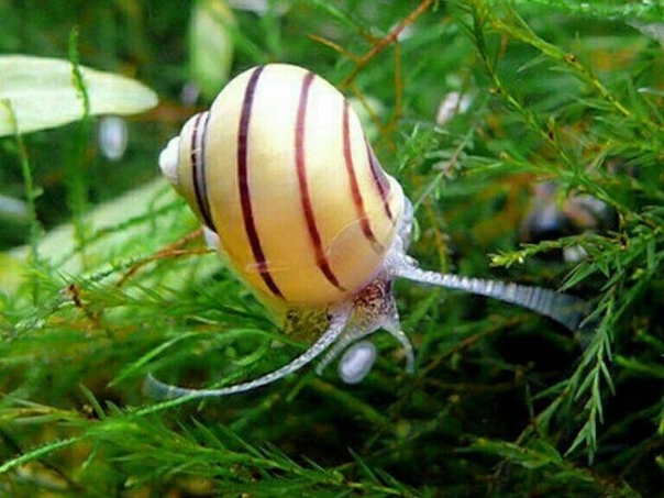 улитка эльф спикси. улитка спикси (asolene spixi). аквариумным улитки полосатая ампулярия. спикси улитки аквариумные. спикси улитки аквариумные.