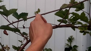 ЕЖЕВИКА. ФОРМИРОВАНИЕ НА ШПАЛЕРЕ. ВЫСОКИЙ УРОЖАЙ. BLACKBERRY. FORMATION on a trellis.