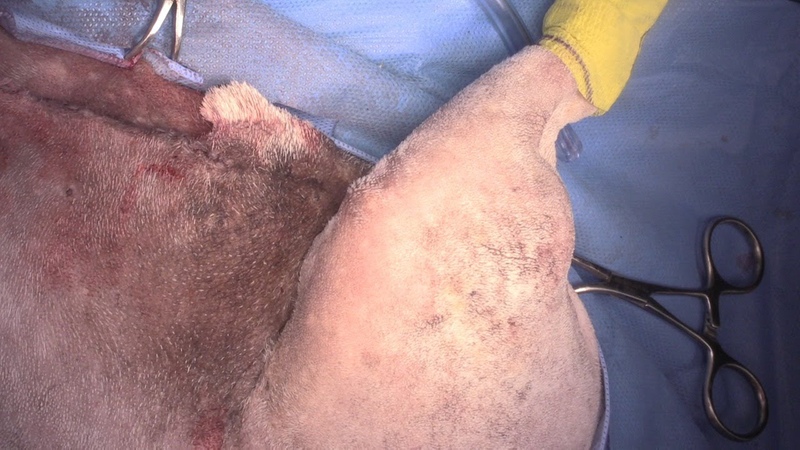 Новообразование икроножной мышцы у собаки, Gastrocnemius mass in a