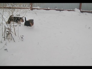 Welsh Terriers on January 30. 2018