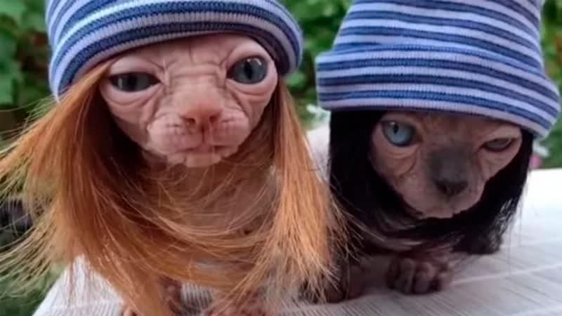 Приколы с животными до слез Свежие приколы 2022 6 Приколы с