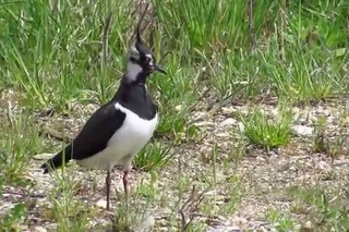 Northern lapwing / Обыкновенный чибис, или пигалица / Vanellus vanellus