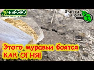 МУРАВЬИ ПЕРЕРЫЛИ ВСЮ ТЕПЛИЦУ Это средство РЕАЛЬНО выжигает муравьев: упокоятся все очень быстро.