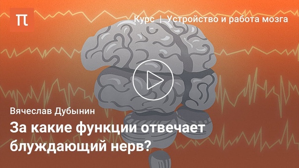 Вячеслав Дубынин Продолговатыи мозг и мост dzxtckfd le, syby