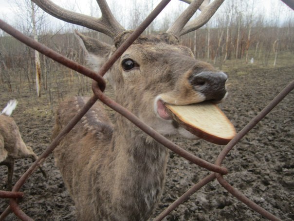 Анастасия Вахрушева | Ижевск