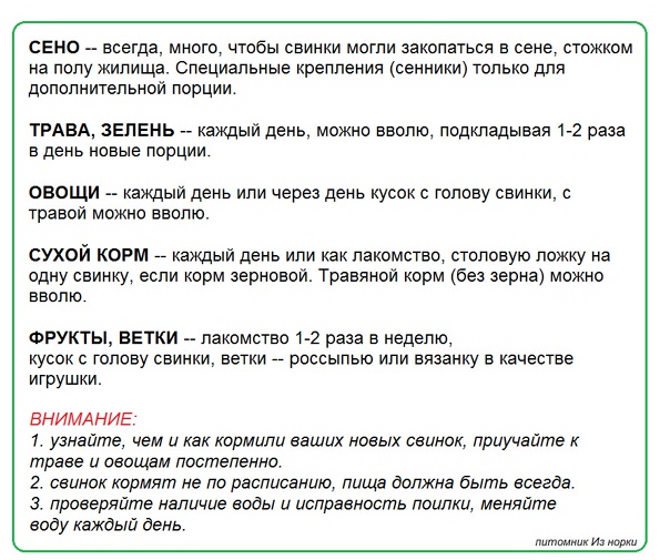 Безопасные овощи для морской свинки: