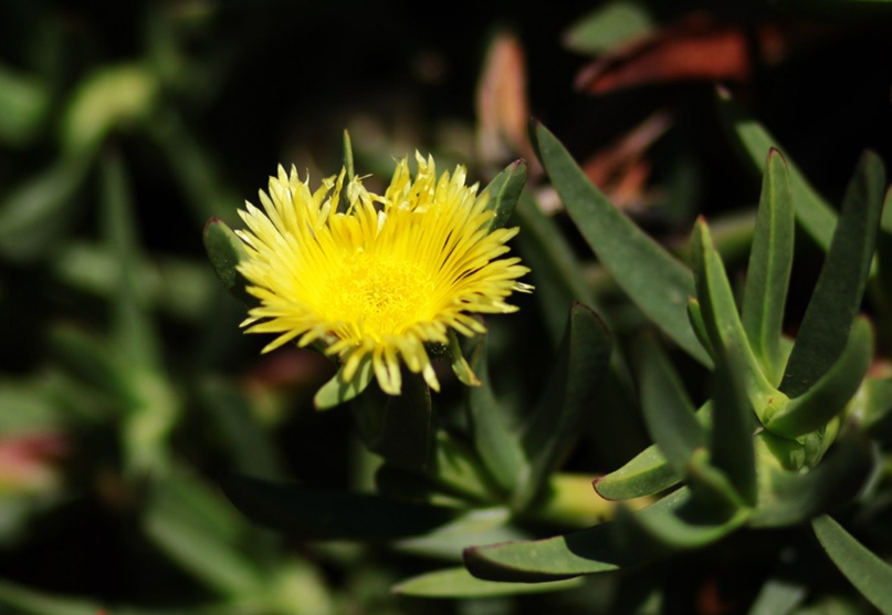 Олеся Лесина | Курск