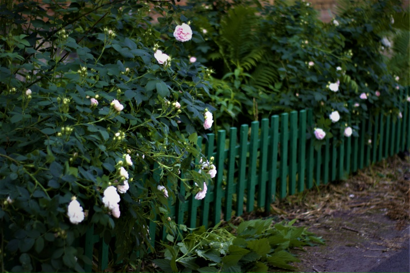 Александр Федотов | Тула