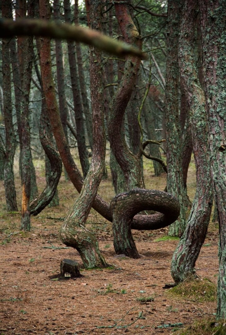 Куршская коса калининград фото танцующие деревья Куршская коса калининград фото танцующие деревья