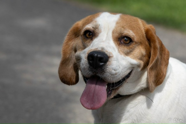 Пушкинский район, Московская область ИЩЕМ ДОМ 🏡 И...