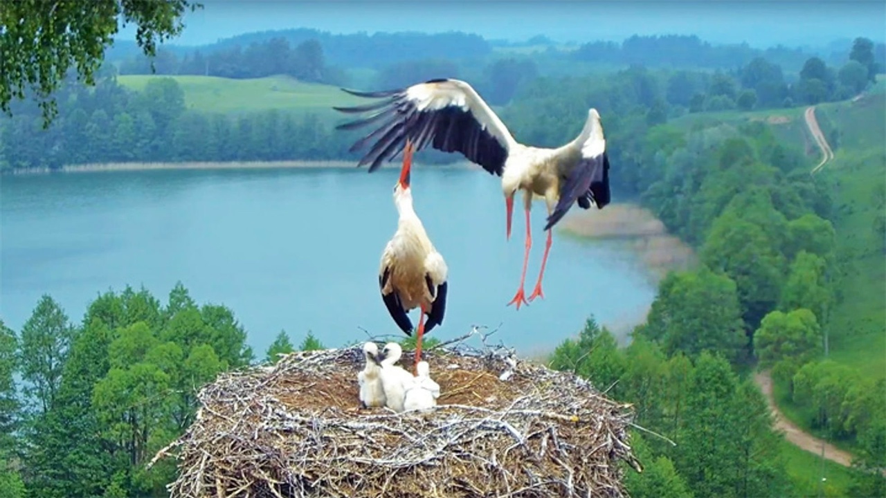 Гнездо аистов в Богуславице Чехия