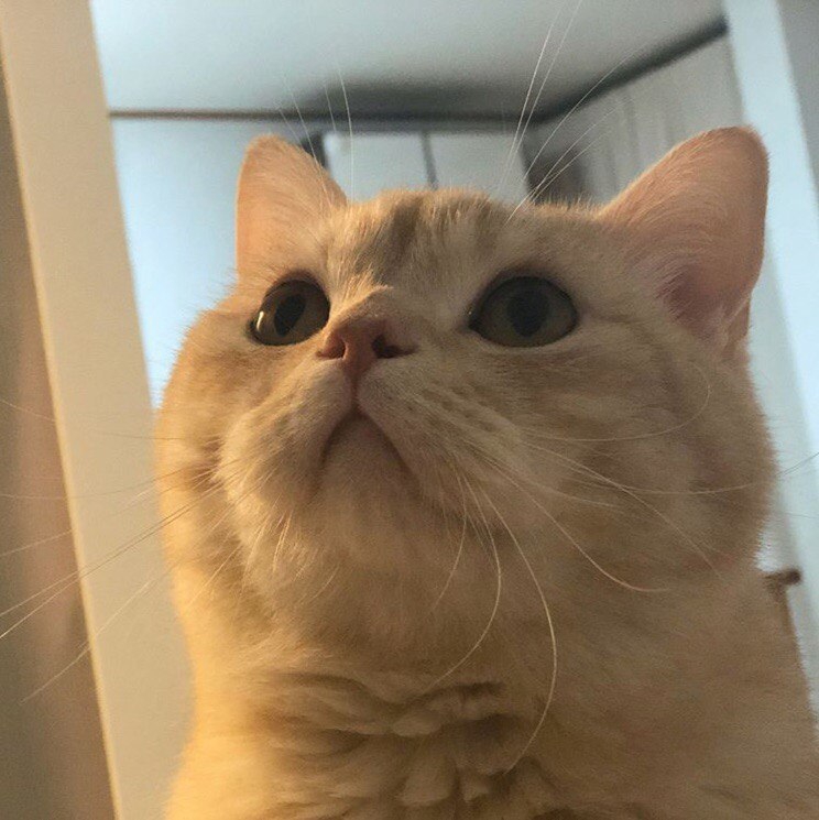 Кирилл Чернявский _stand_up_ | Столбцы