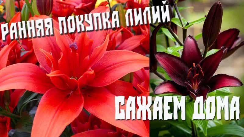 Лилии: купили