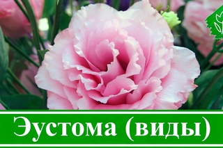 Виды и сорта эустомы
