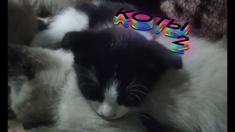 Что Коты