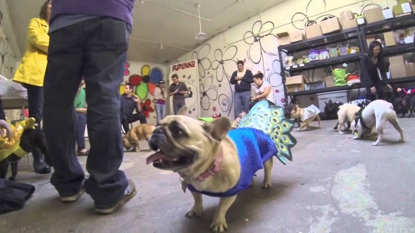 French Bulldog
