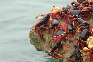 Crabs invade Cuba's Bay of Pigs