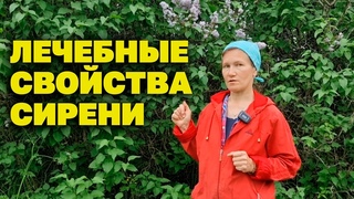 СИРЕНЕВЫЙ ЖЕНЬШЕНЬ В ВАШЕМ САДУ ИЗБАВИТ ОТ БОЛИ В СПИНЕ СУСТАВАХ ОМОЛОДИТ@natureMarusya