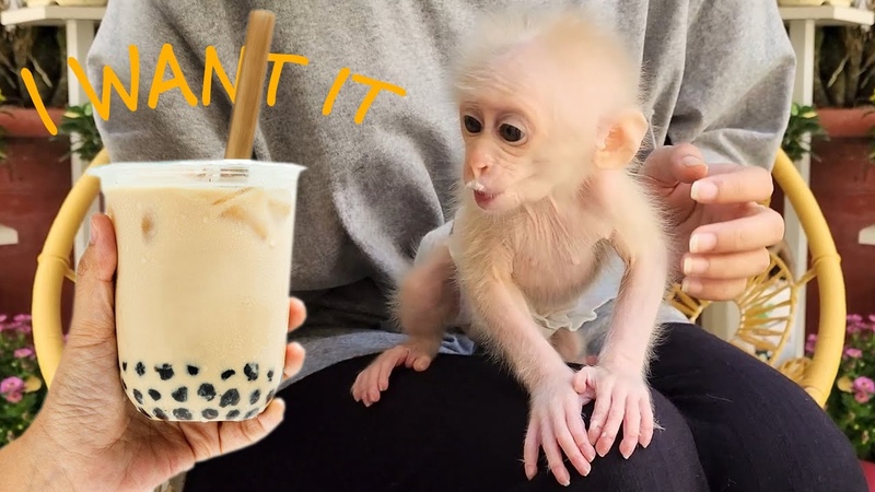 Baby monkey SUGAR drinks milk tea with her mother in the new