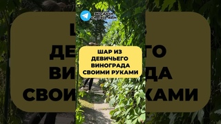 ШАР из девичьего винограда СВОИМИ РУКАМИ