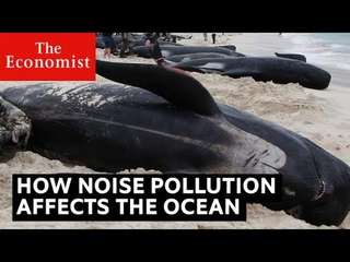 How noise pollution threatens ocean life
