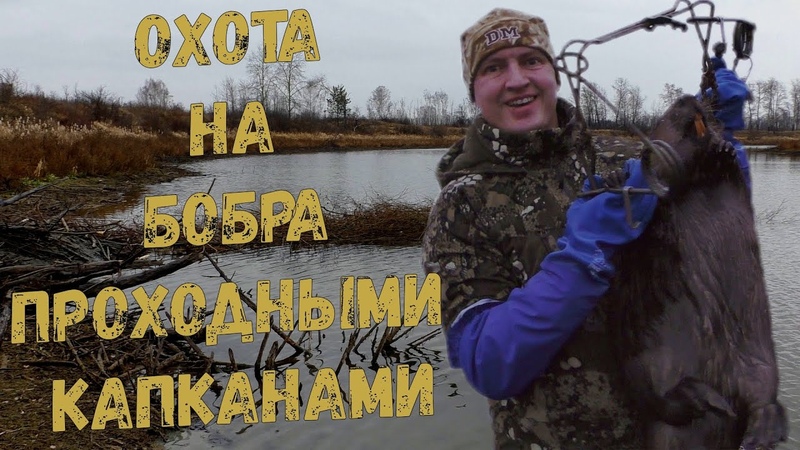 Бобр в капкане, Охота на бобра проходным капканом, Капкан