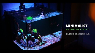 MINIMALIST REEF TANK IN APARTMENT