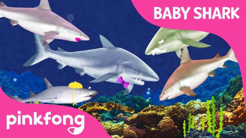 Im a Real Baby Shark , Animal Songs, PINKFONG Songs for