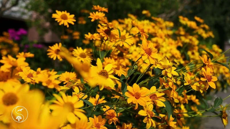 RESTORATION OF THE NERVOUS SYSTEM Gentle sounds of nature calm the nervous
