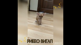 девочка маленькая чихуахуа