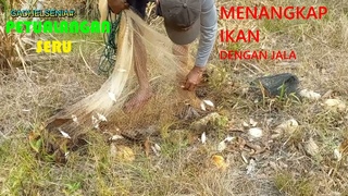 Petualangan Seru Menangkap Ikan Dengan Jala di Sungai dangkal