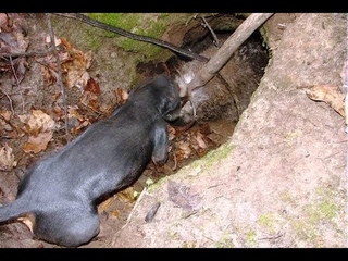 Охотничьи собаки на барсуков. Охота с лайками на барсука 2021г. Ягдтерьер на охоте на барсука. Охота на барсука с норными собаками. Охота с ягдтерьером на барсука 2020.