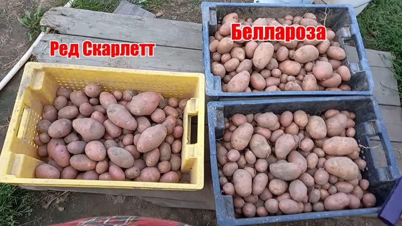 Копаем картофель, выросший из миниклубней. Сорта Ред