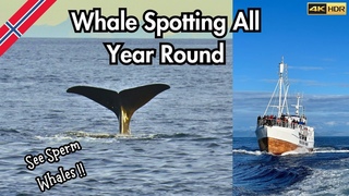 What to EXPECT on a Whale Safari | Andenes | Vesterålen