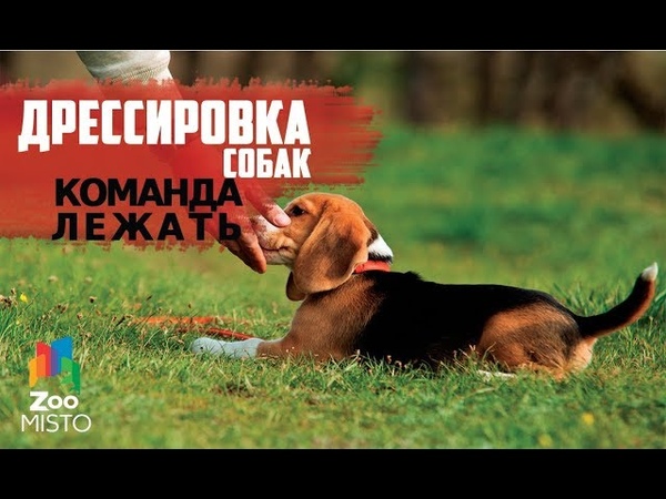 Как научить щенка команде лежать. Контрастный метод дрессировки собак. Как приучить команде лежать. Команда лежать для собак. Как научить собаку команде рядом.