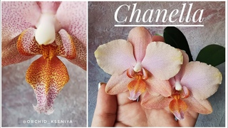 Шанелла - первое цветение phal. Chanella. Редкая, изящная, нежная орхидея фаленопсис