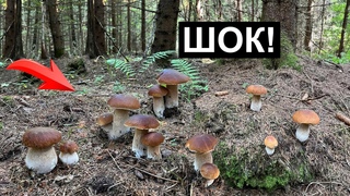 НЕ ОЖИДАЛ НАЙТИ ТАКОЕ! ШОК ОТ УВИДЕННОГО ! БЕЛЫХ ГРИБОВ ВАЛОМ! ВЫ ДОЛЖНЫ ЭТО УВИДЕТЬ!