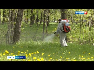 На фоне снижения активности клещей у двоих хабаровчан подозревают энцефалит
