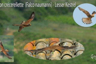 Степная пустельга (Falco naumanni)